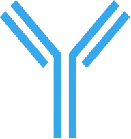 Monoclonal Antibody
